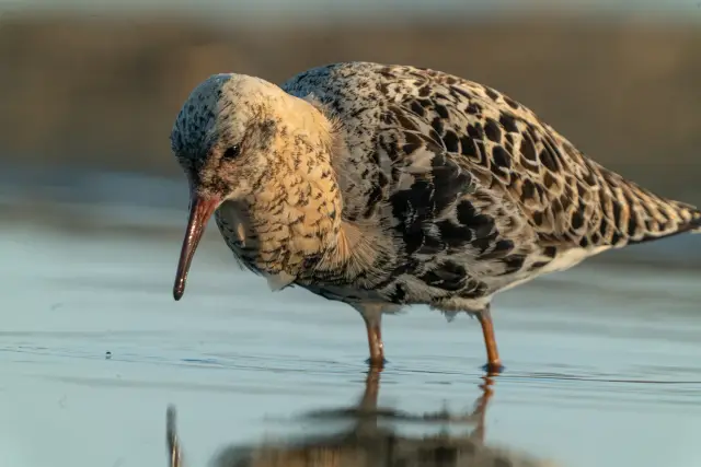 DSA1380